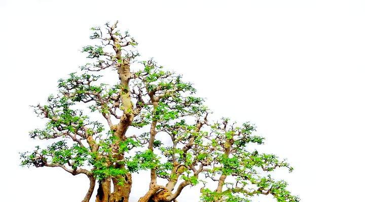 盆栽换土的正确步骤和注意事项？
