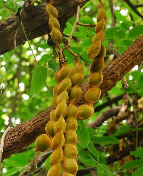 藤本植物有哪些特点？