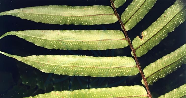 藤本植物有哪些特点？