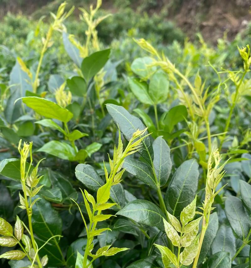 藤本植物有哪些特点？