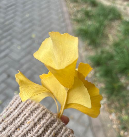 银杏的花是什么样子的？银杏花有哪些特点？