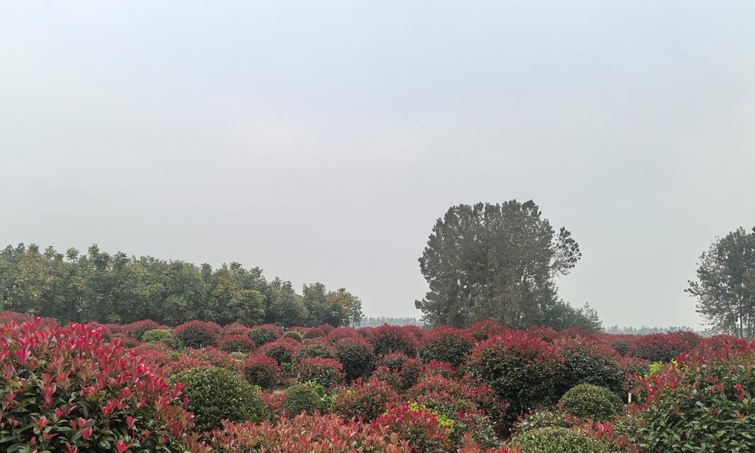 红叶石楠的花是什么样子的？