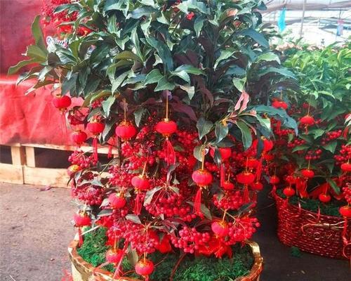 什么花适合在家里养？哪些花卉最适合室内环境？