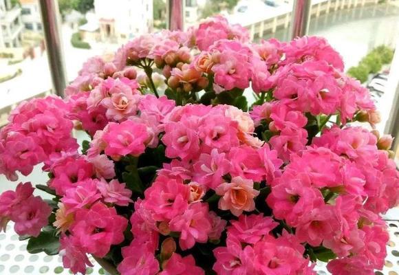 什么花适合在家里养？哪些花卉最适合室内环境？