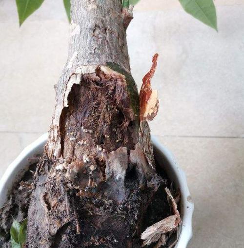 发财树叶子干枯是什么原因？