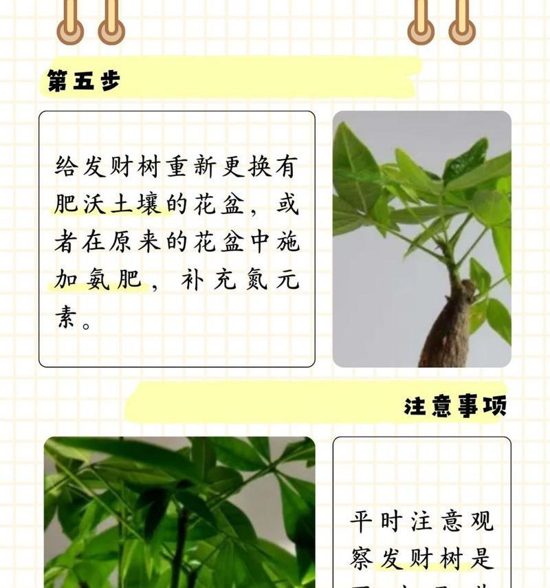 发财树叶子干枯是什么原因？