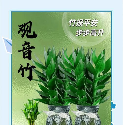 水培观音竹叶子发黄怎么处理？可能的原因有哪些？