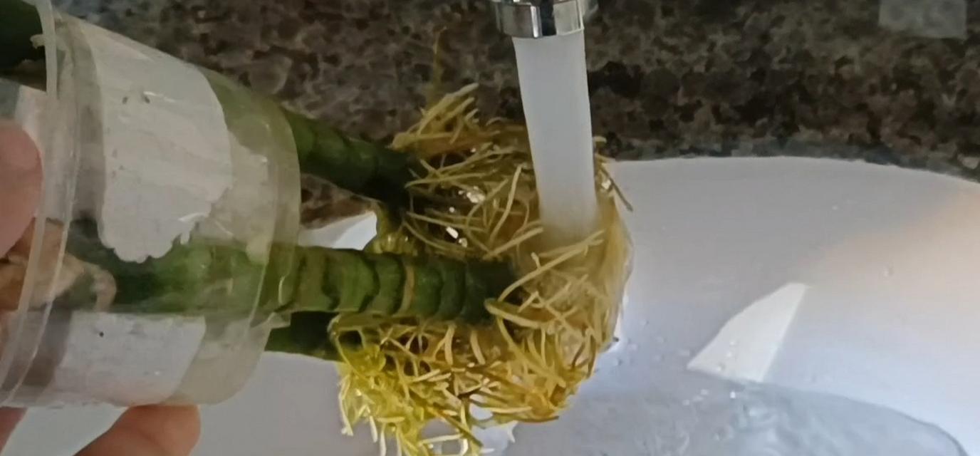 水培观音竹叶子发黄怎么处理？可能的原因有哪些？