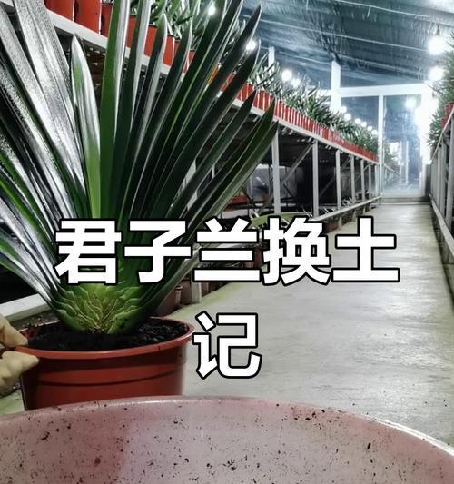君子兰什么时候换土好？换土的正确步骤是什么？