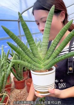 虎皮兰种植的美观技巧是什么？