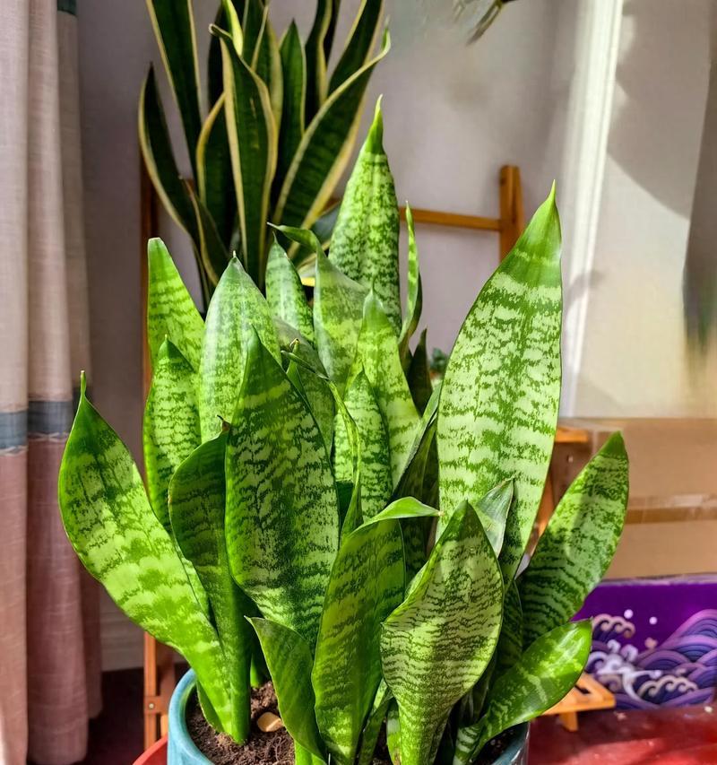 虎皮兰种植的美观技巧是什么？