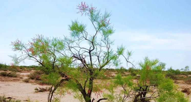 沙柳树有什么特点？沙柳树的种植和管理方法是什么？