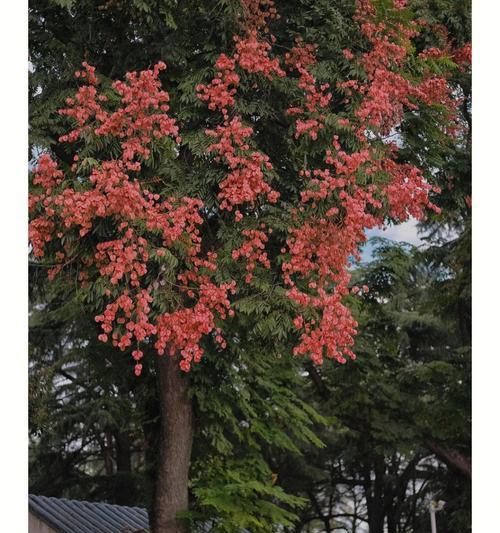 灯笼树是什么？灯笼树的特征和种植方法？