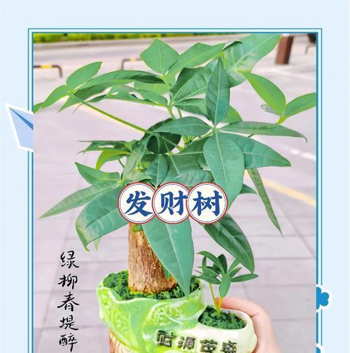 发财树的正确养护技巧是什么？
