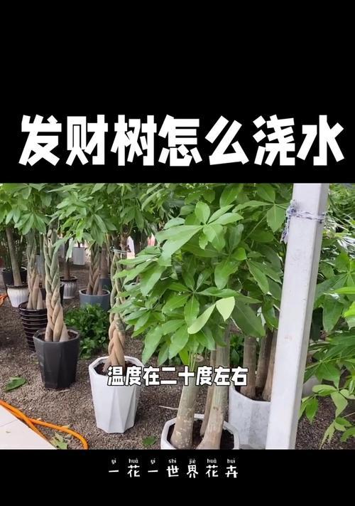 发财树的正确养护技巧是什么？
