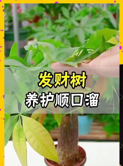 发财树的正确养护技巧是什么？