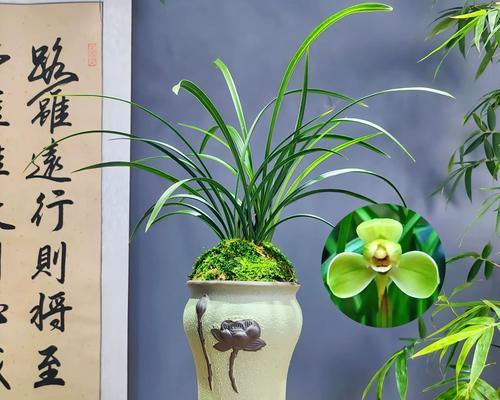 春兰梅瓣有哪些品种？如何鉴别？