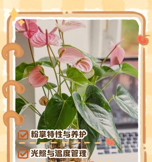 粉掌不开花怎么办？如何促进粉掌开花？