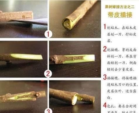 月季树嫁接技巧有哪些？