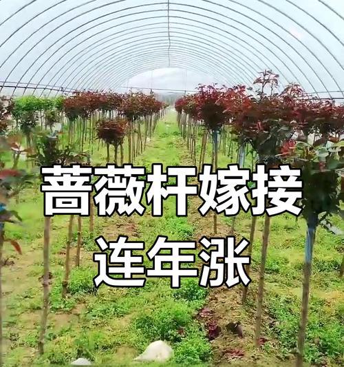 月季树嫁接技巧有哪些？