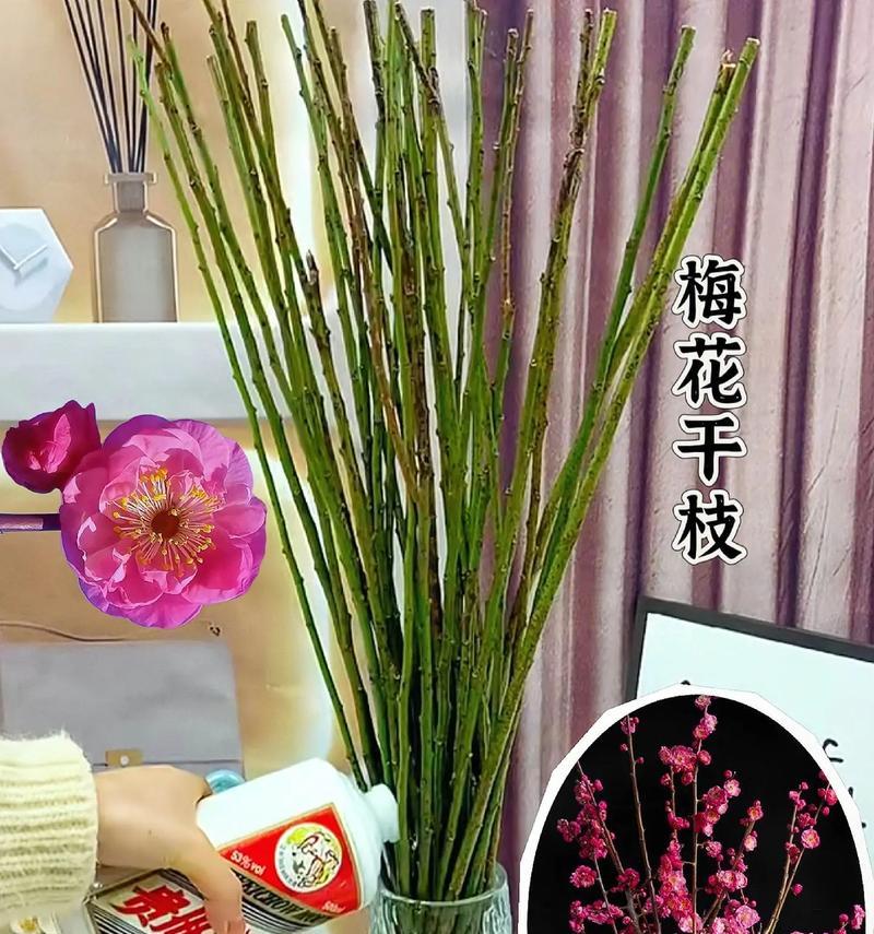 水培植物冬季管理的技巧是什么？