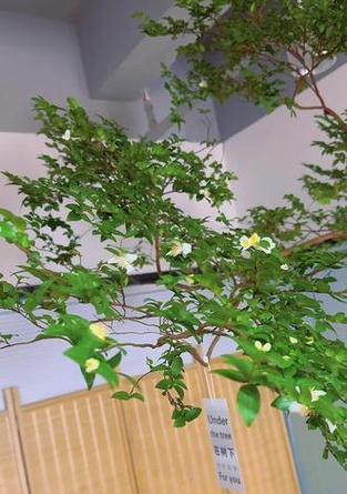 水培植物冬季管理的技巧是什么？