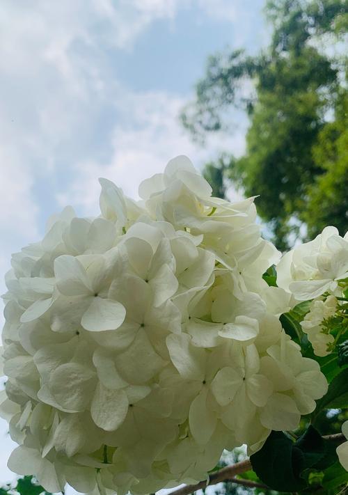 虞美人移植的最佳时机是什么时候？移植后如何护理？