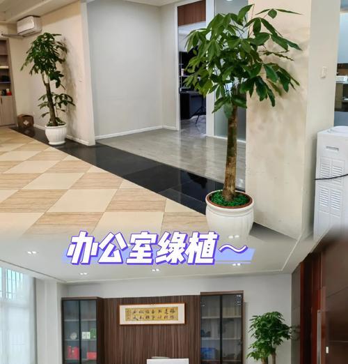 办公桌上摆放什么花好？提升工作效率的秘诀是什么？