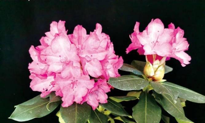 杜鹃花有哪些品种？如何区分不同种类的杜鹃？