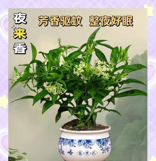 夜来香是什么意思？夜来香的花语有哪些含义？