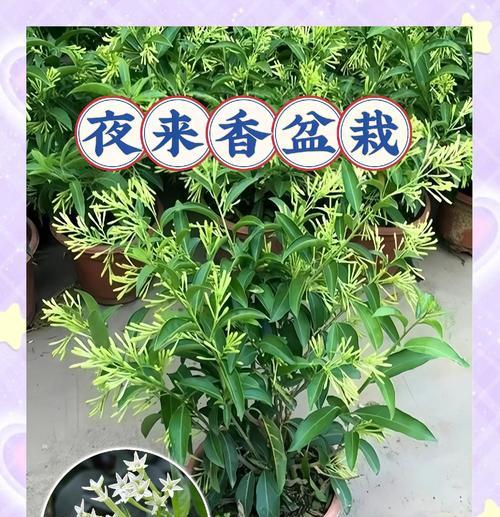 夜来香是什么意思？夜来香的花语有哪些含义？