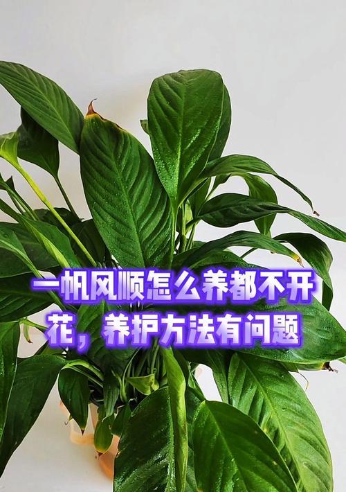 盆栽一帆风顺的养护技巧有哪些？
