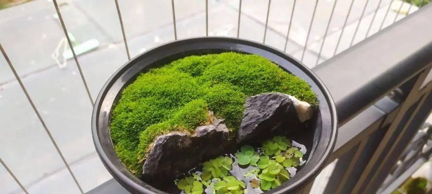 盆景苔藓制作方法是什么？如何保持苔藓的生长？