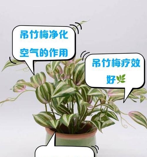 吊竹梅繁殖方法有哪些？如何有效繁殖吊竹梅？