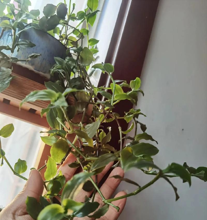 吊竹梅繁殖方法有哪些？如何有效繁殖吊竹梅？