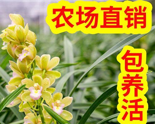 哪些兰花品种既易养又美观？