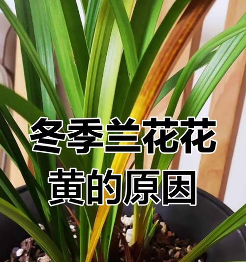 兰花黄叶的原因及处理方法是什么？