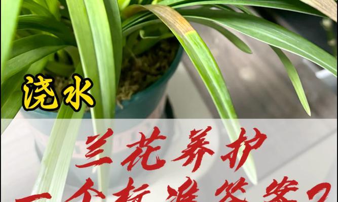 兰花黄叶的原因及处理方法是什么？