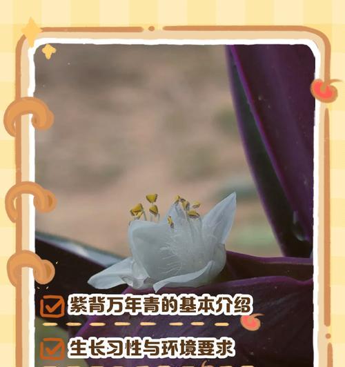 紫背万年青怎么养？养护紫背万年青的秘诀是什么？