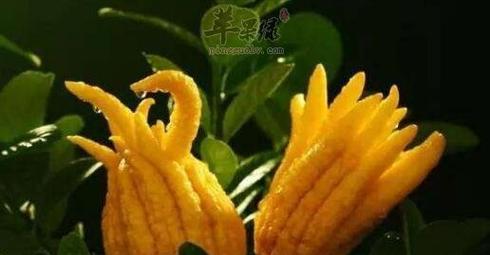 佛手嫁接技巧有哪些？怎样提高佛手嫁接成功率？