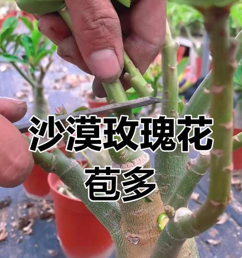 延长花期的方法和技巧有哪些？