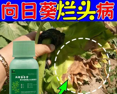 向日葵有哪些常见的防病方法？