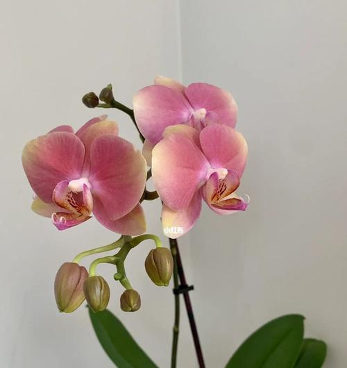 蝴蝶兰有哪些品种？蝴蝶兰品种的选择方法是什么？
