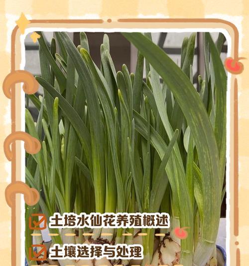 换花土的正确方法和注意事项是什么？