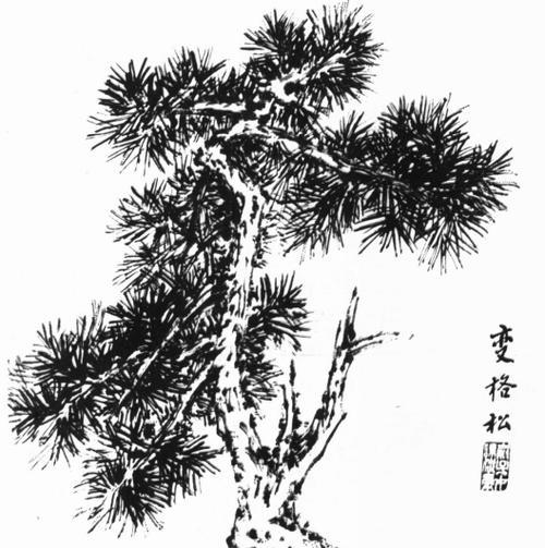松树如何正确分枝？分枝的最佳时机是什么时候？