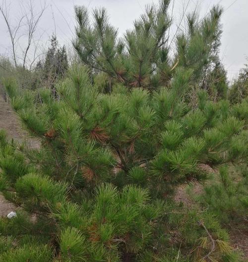 松树如何正确分枝？分枝的最佳时机是什么时候？