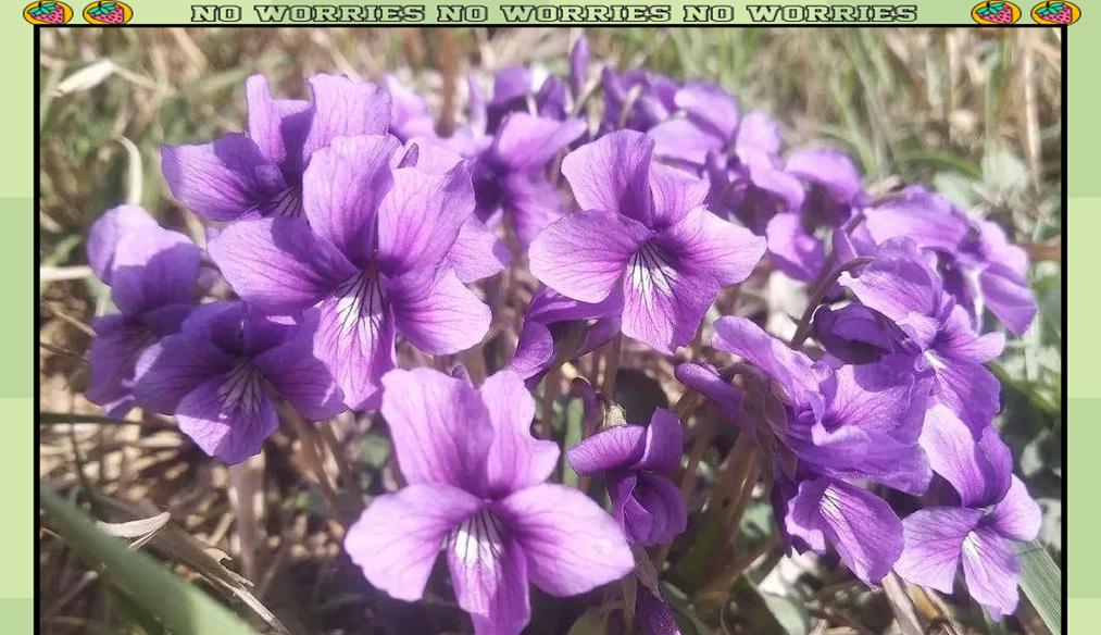 紫花地丁种植的正确方法是什么？