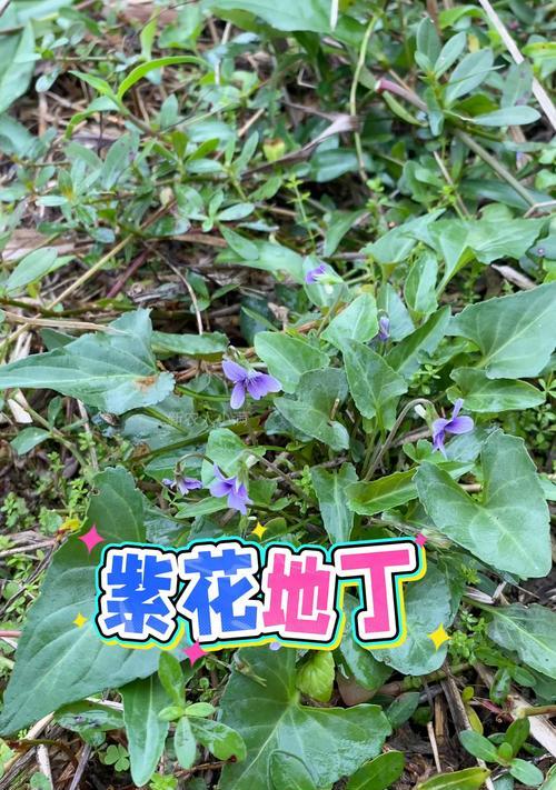 紫花地丁种植的正确方法是什么？