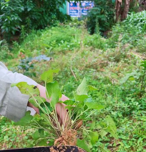 紫花地丁种植的正确方法是什么？
