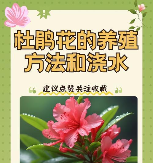 杜鹃花扦插的正确步骤是什么？如何提高扦插成活率？